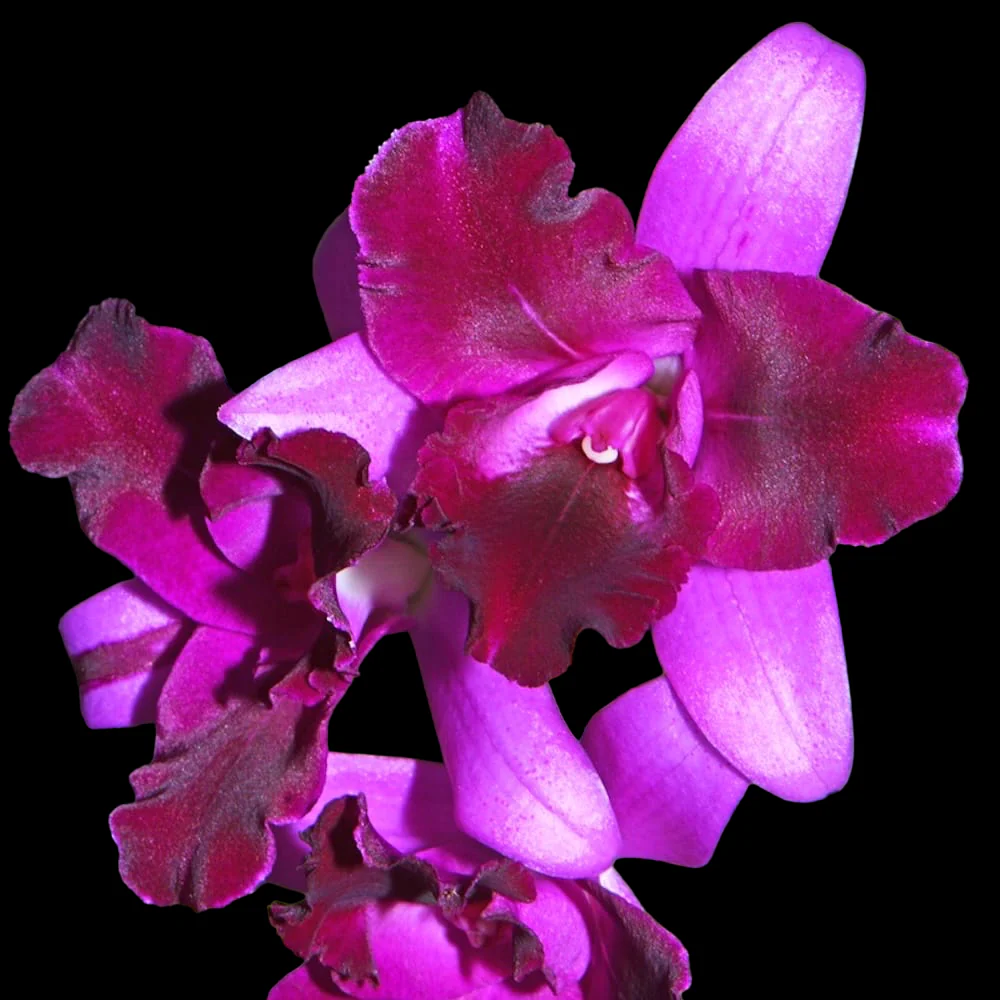 Cattlianthe Tristar Bouquet – flori XL parfumate