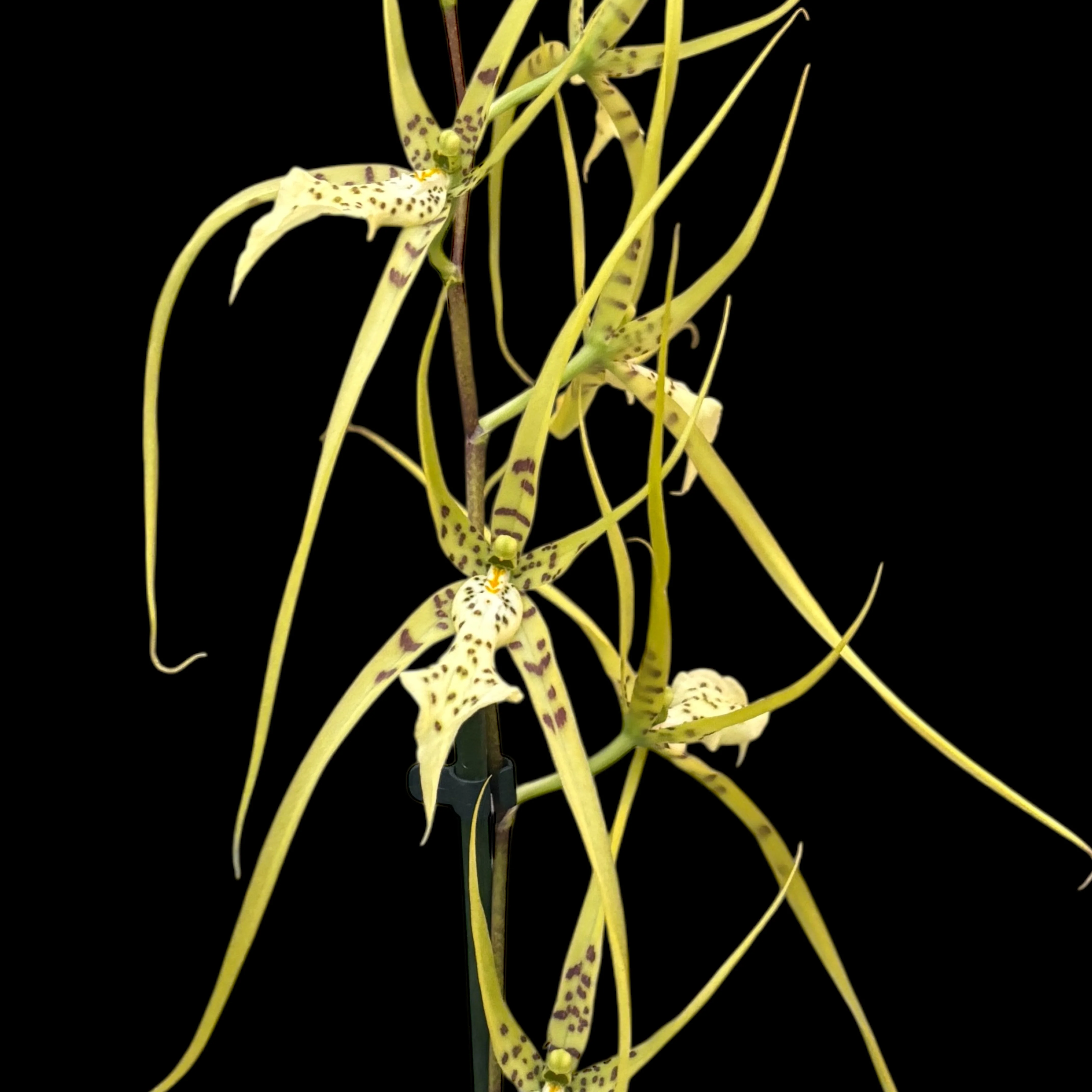 Brassia – parfumata