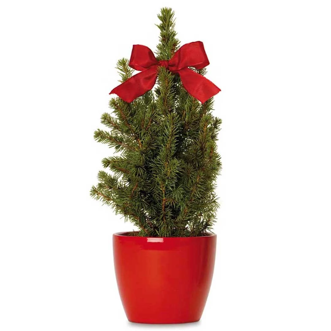 Brad natural in ghiveci H40cm, cu vas decorativ rosu