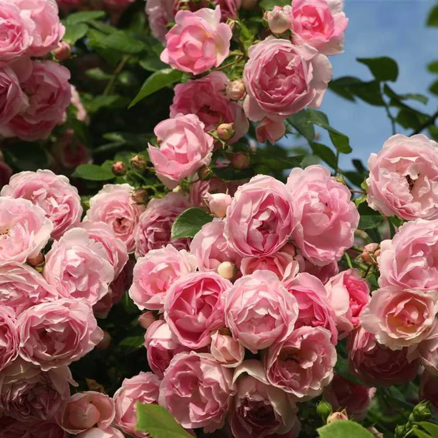 Rosa ‘Jasmina’® – Trandafir floribunda, catarator, parfumat