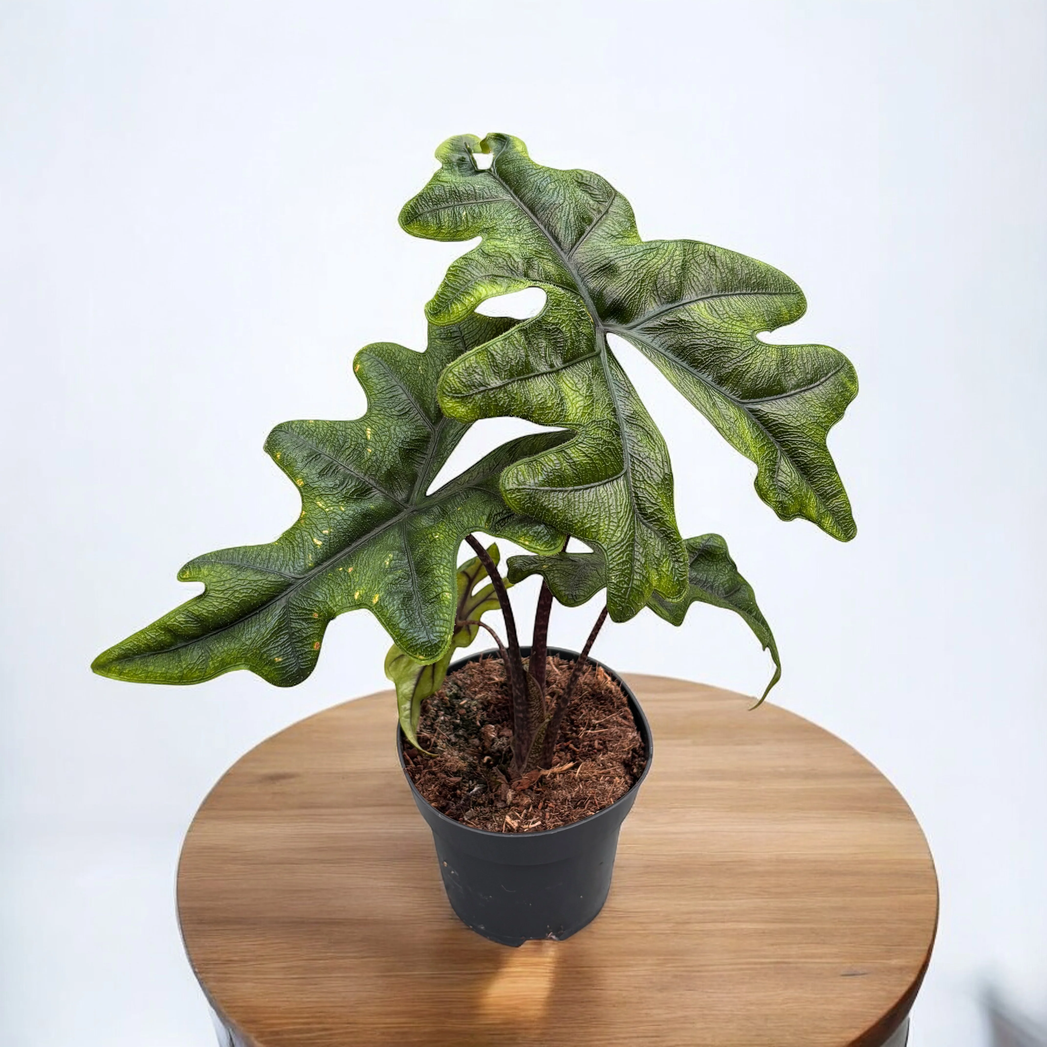 Alocasia 'Jacklyn’ (Alocasia Sulawesi, Tandurusa) – varietate rara cu frunzis exotic