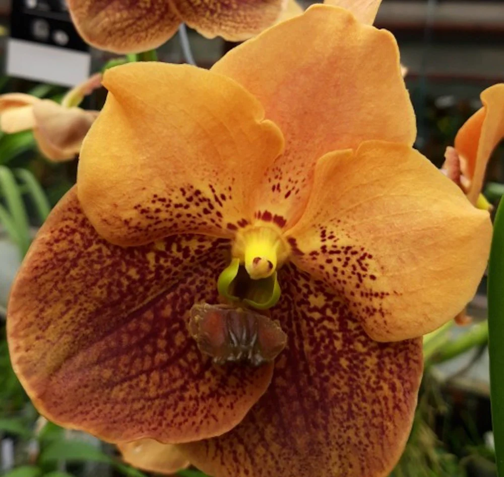 Orhidee Vanda Divana Apricot Brandy