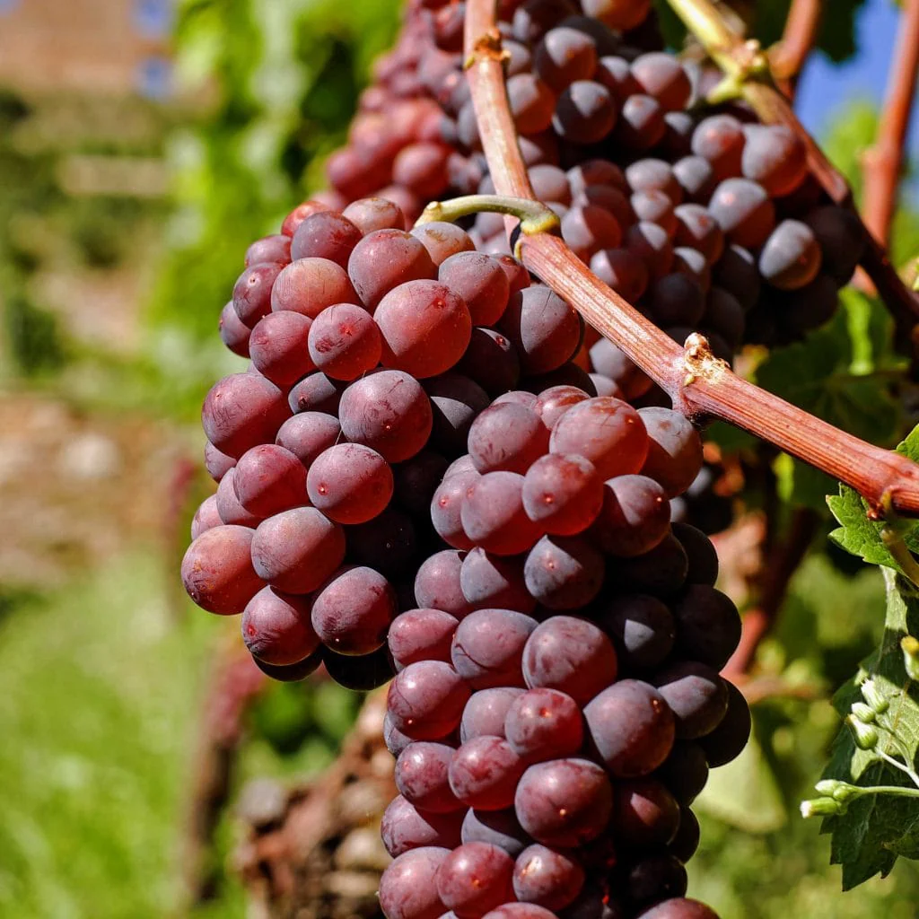 Vita de vie fara samburi – Vitis vinifera 'Vanessa’ (Seedless)