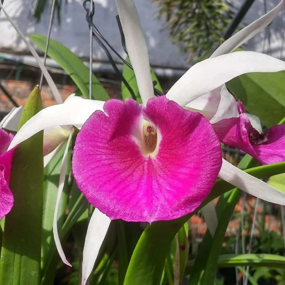 Brassocattleya Yu Toung Star parfumata