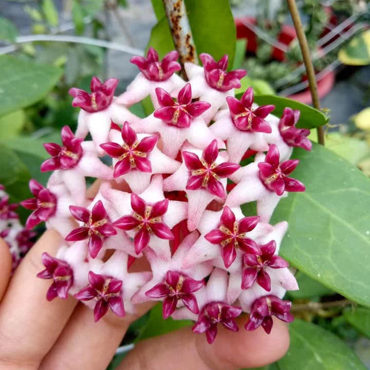 Hoya 'Patricia’ (Hoya darwinii x Hoya elliptica)