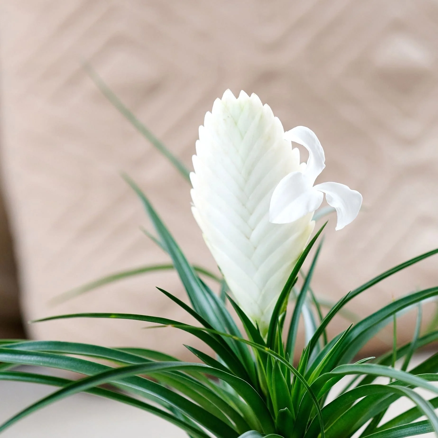 Tillandsia cyanea 'Biancini’