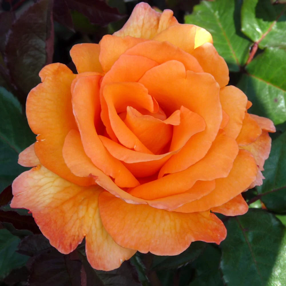 Rosa ‘Doris Tysterman’® – Trandafir teahibrid, parfumat