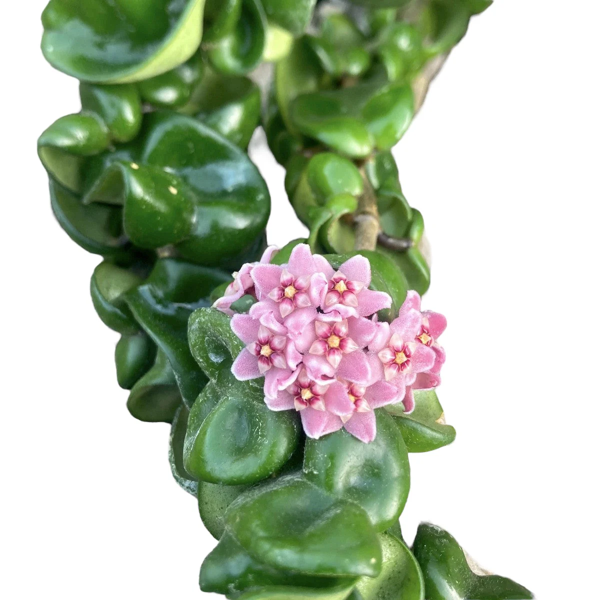 Hoya compacta 'Dark Pink’