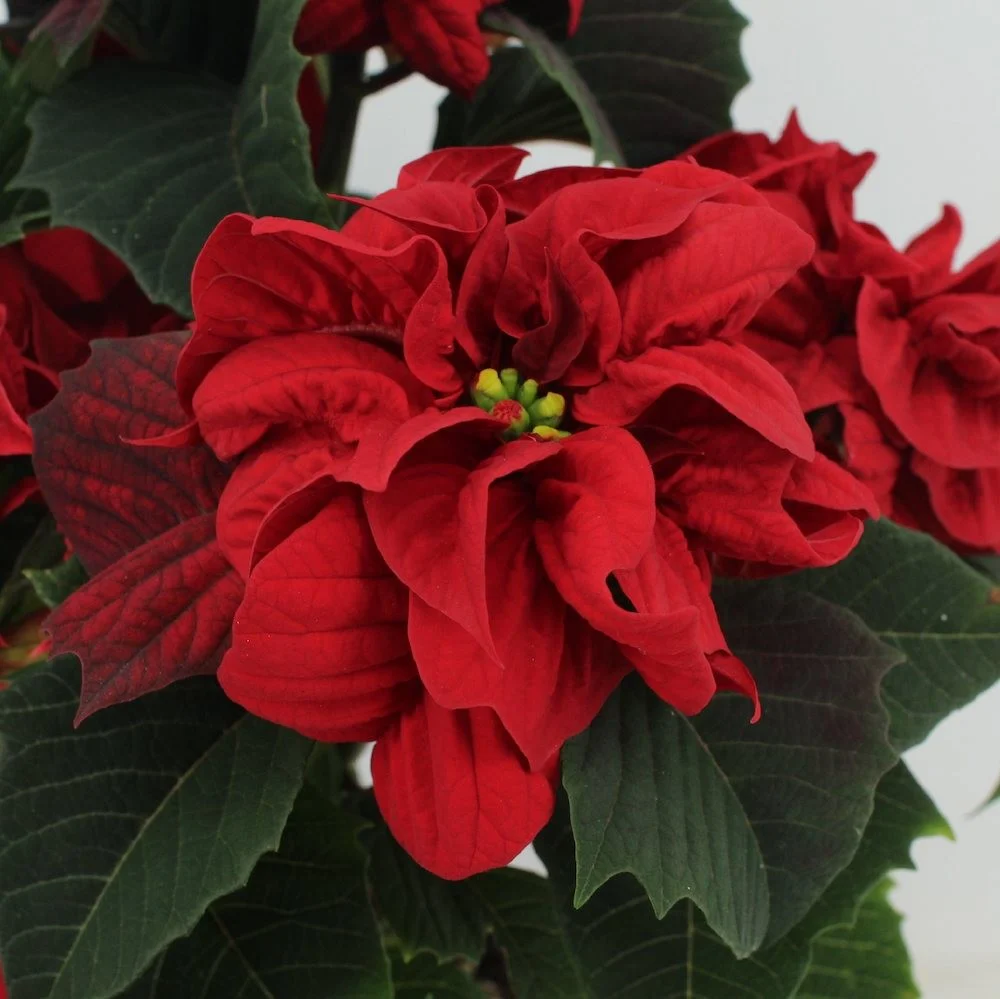 Euphorbia pulcherrima Winter Rose (floarea dubla)