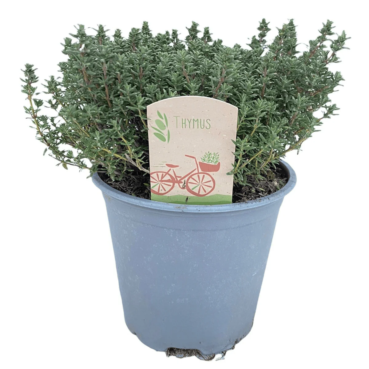 Cimbrisor – Thymus vulgaris
