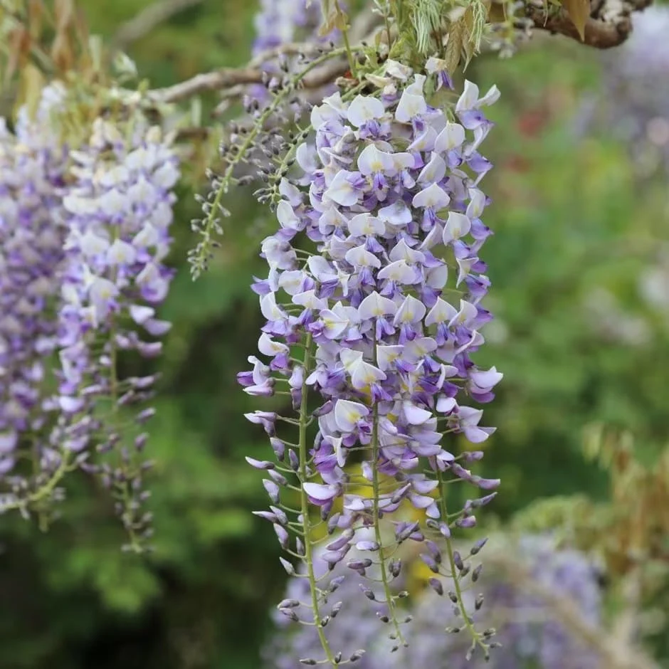 Glicina bicolora productiva – Wisteria floribunda 'Domino’ (Issai) (flori parfumate)