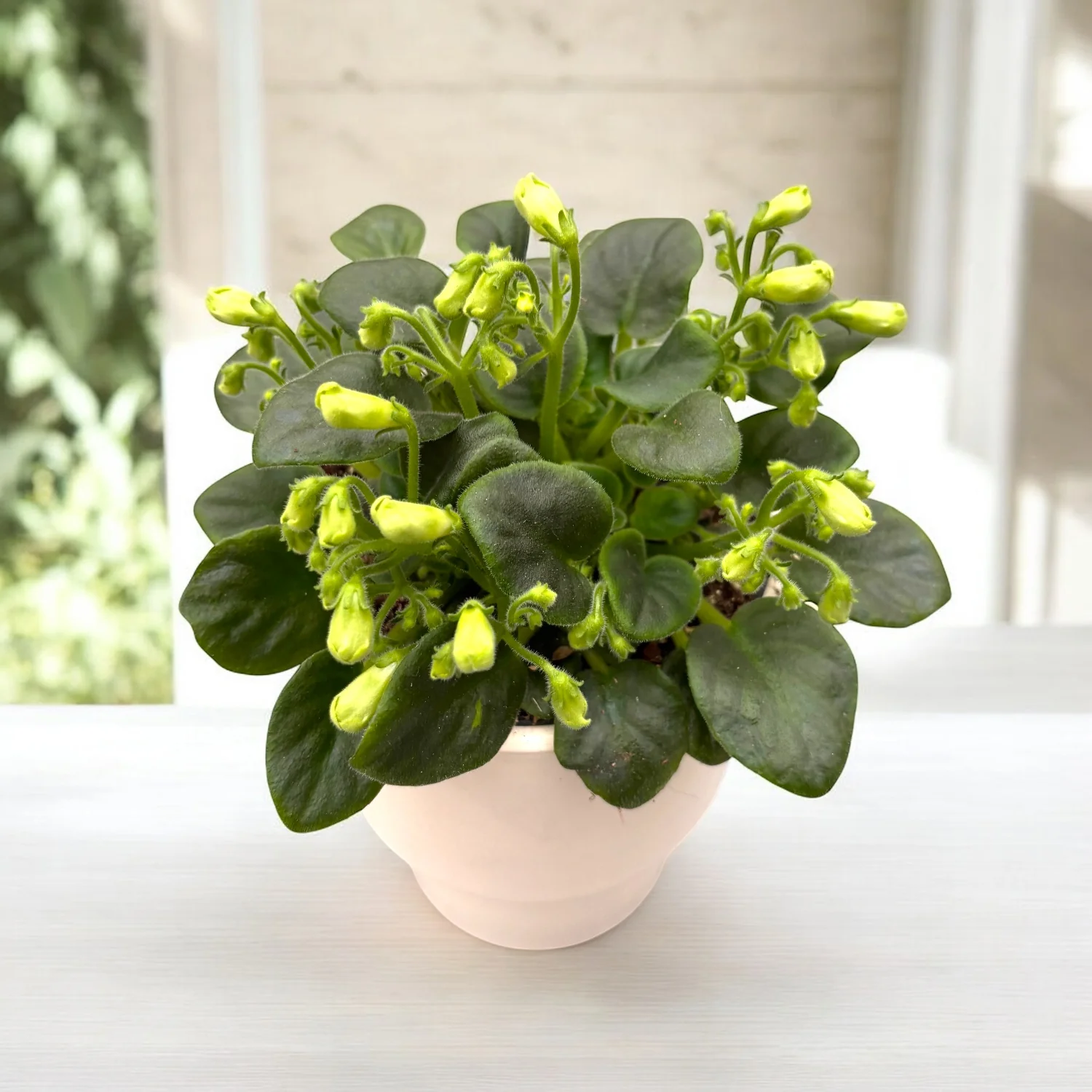Saintpaulia Emerald Bell – violete speciale