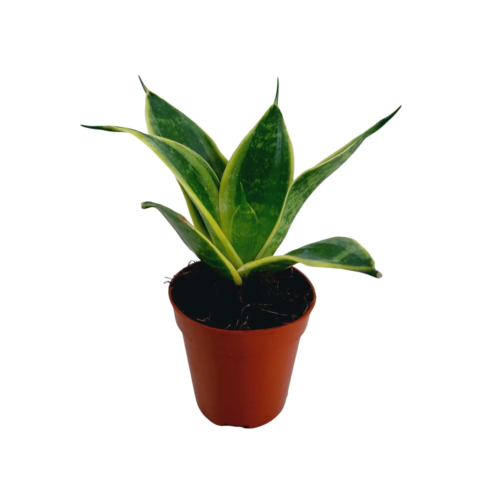 Sansevieria trifasciata 'Super Hahnii’ D6