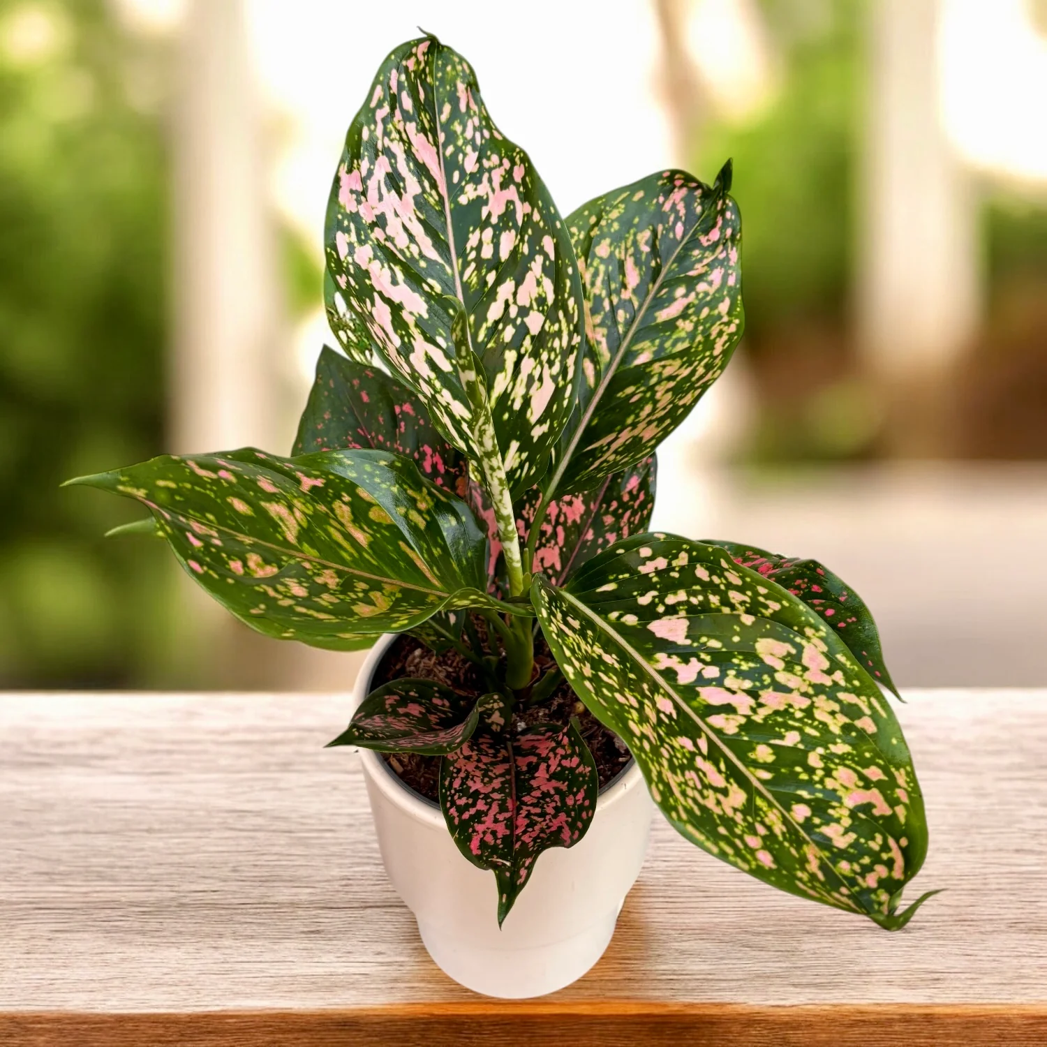 Aglaonema 'Pink Leopard’