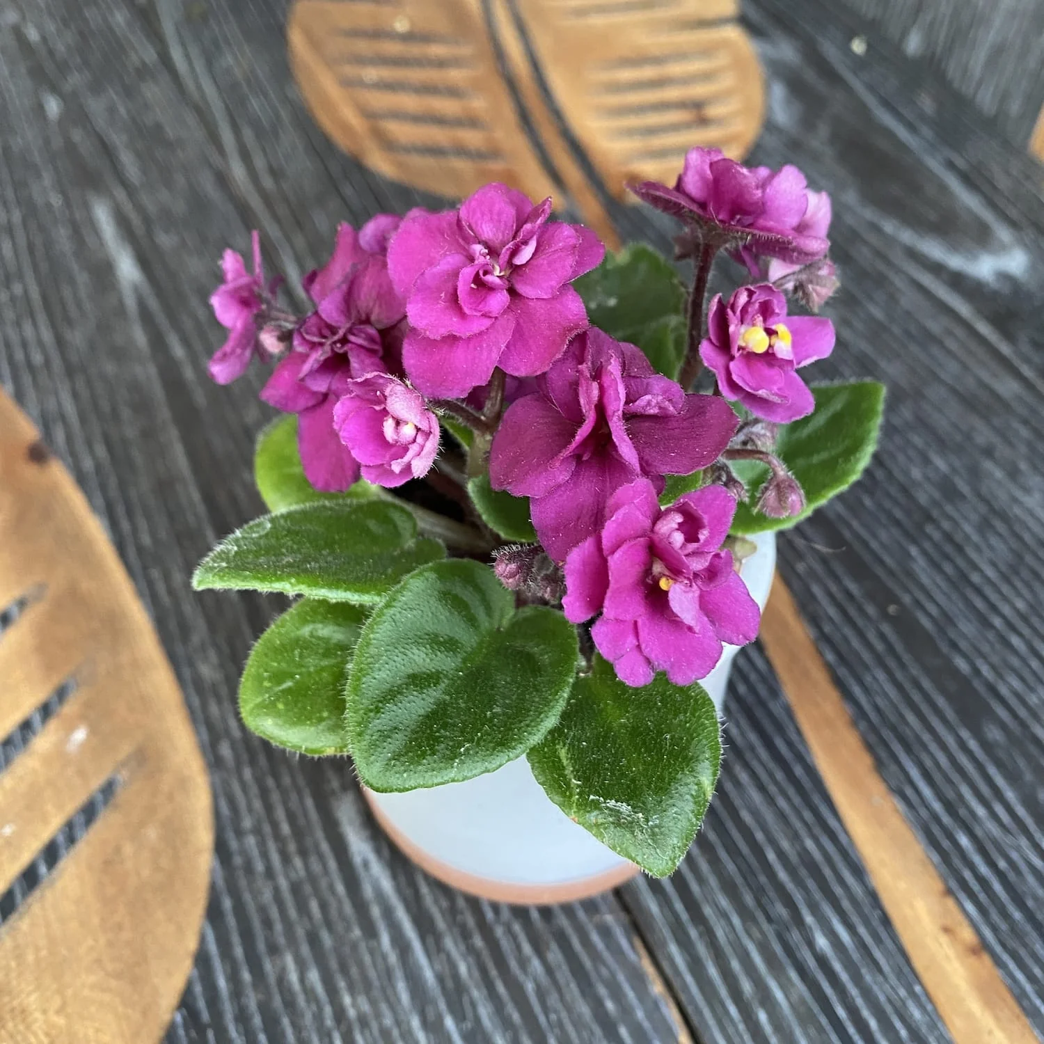 Violete cu flori duble ciclam – Saintpaulia Rosi (mini)