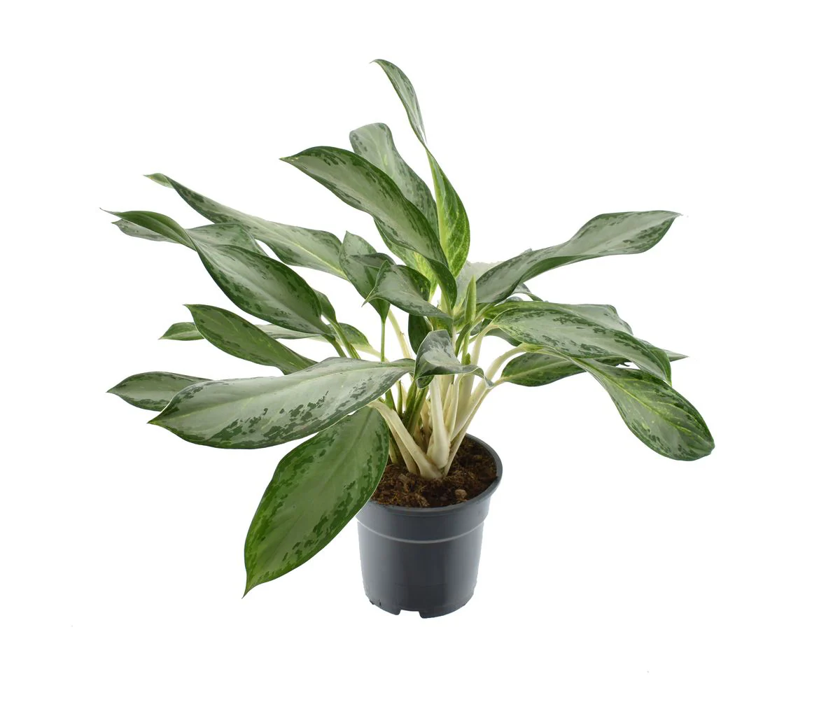 Aglaonema 'Golden Bay’ – exemplare XL (2-3 plante/ghiveci)