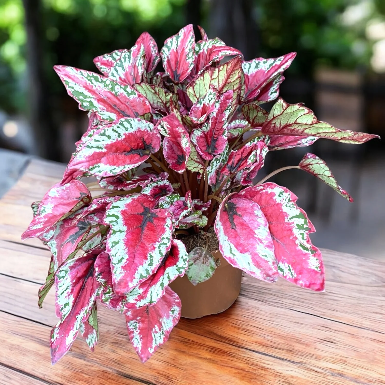Begonia Maui Sunset XL
