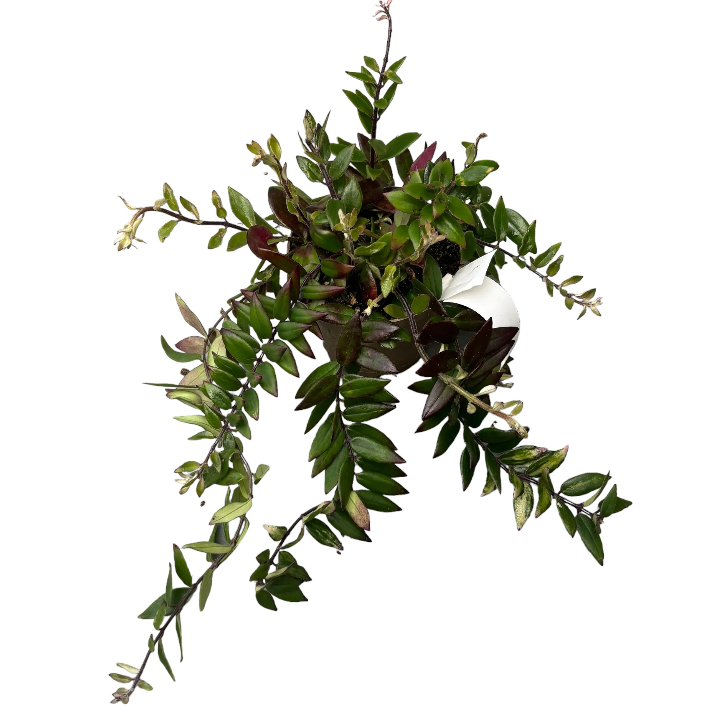 Aeschynanthus gracilis 'Mira’ (Lipstick plant, planta ruj)
