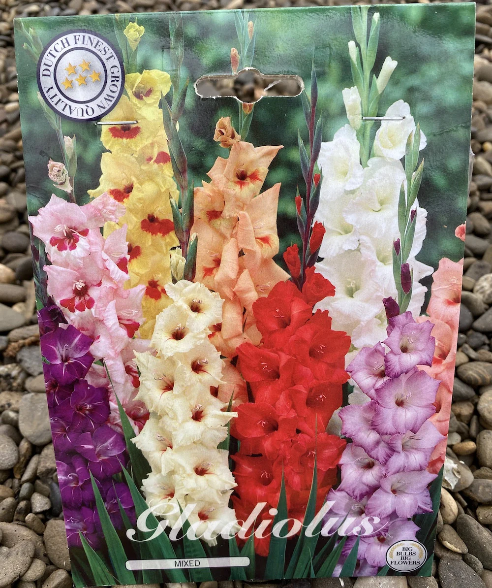 Bulbi de Gladiole colorate – mix de 10 bulbi