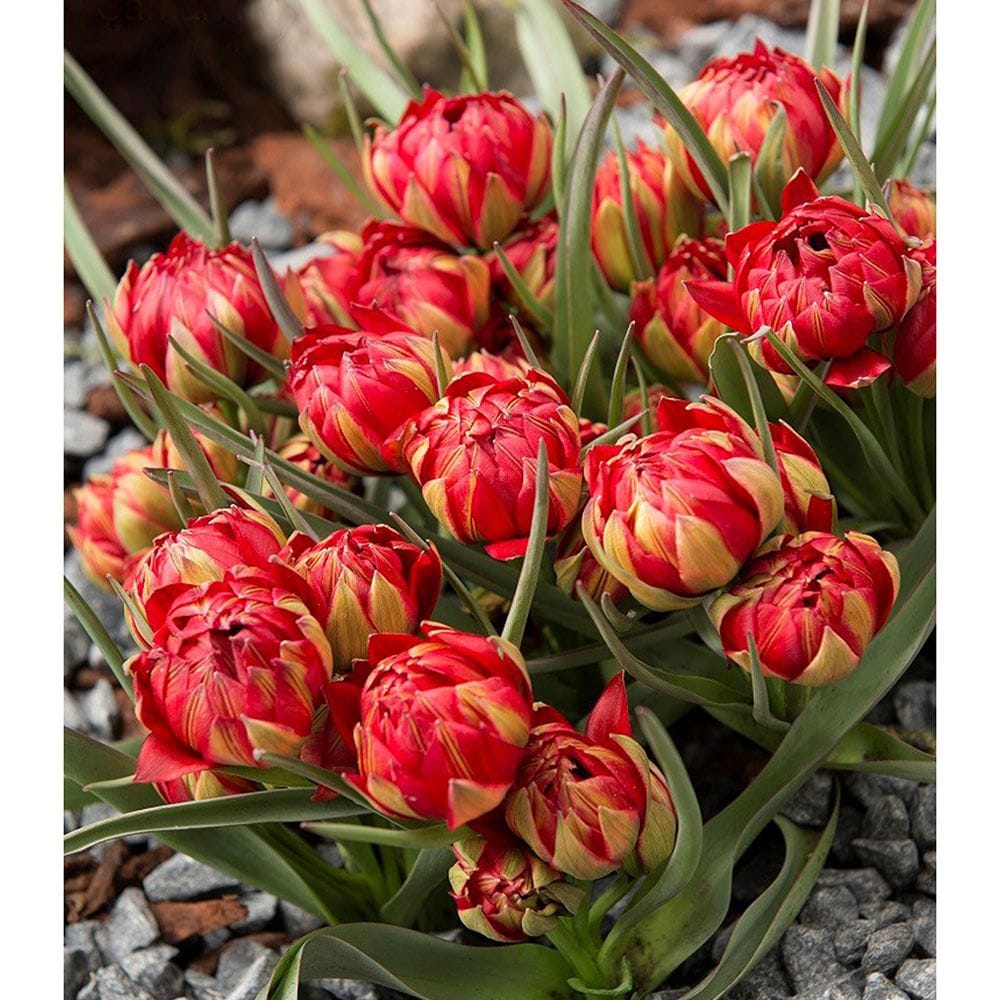 Bulbi de lalele cu floare dubla rosie in ghiveci – Tulipa Samantha