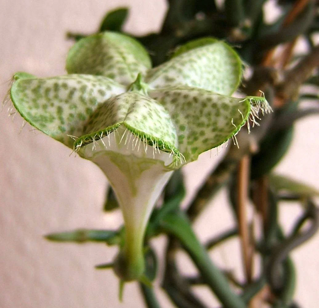 Ceropegia Sandersonii (floarea umbrela, floarea parasuta)