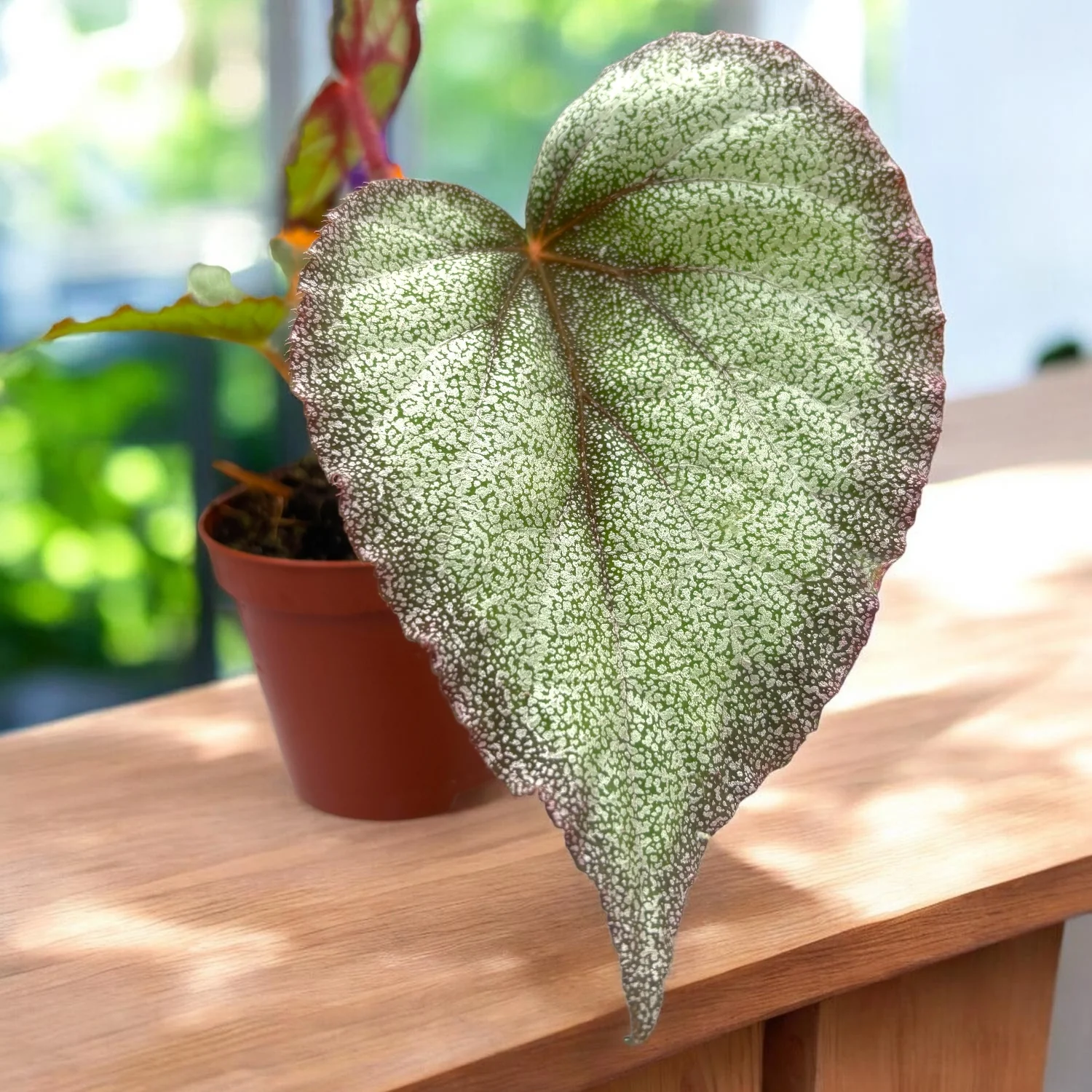 Begonia 'Flamingo Soul’