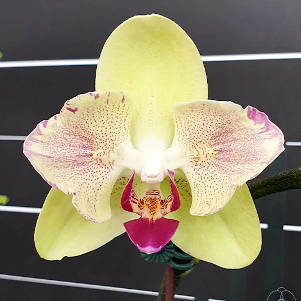 Phalaenopsis Fortune Saltzman (peloric – butterfly)