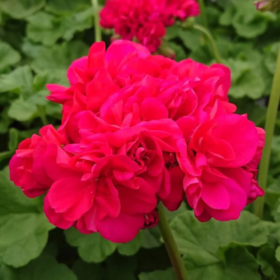 Muscata trandafir – Pelargonium Royal Rosebud 'Dr. Margrethe’
