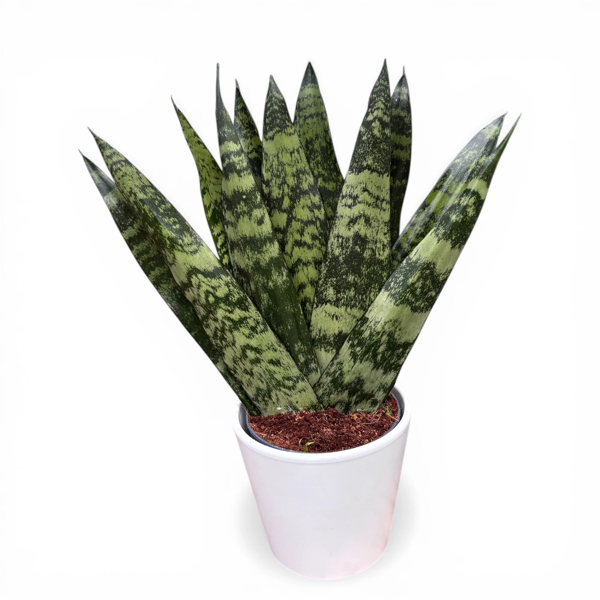 Sansevieria zeylanica ‘Fan’