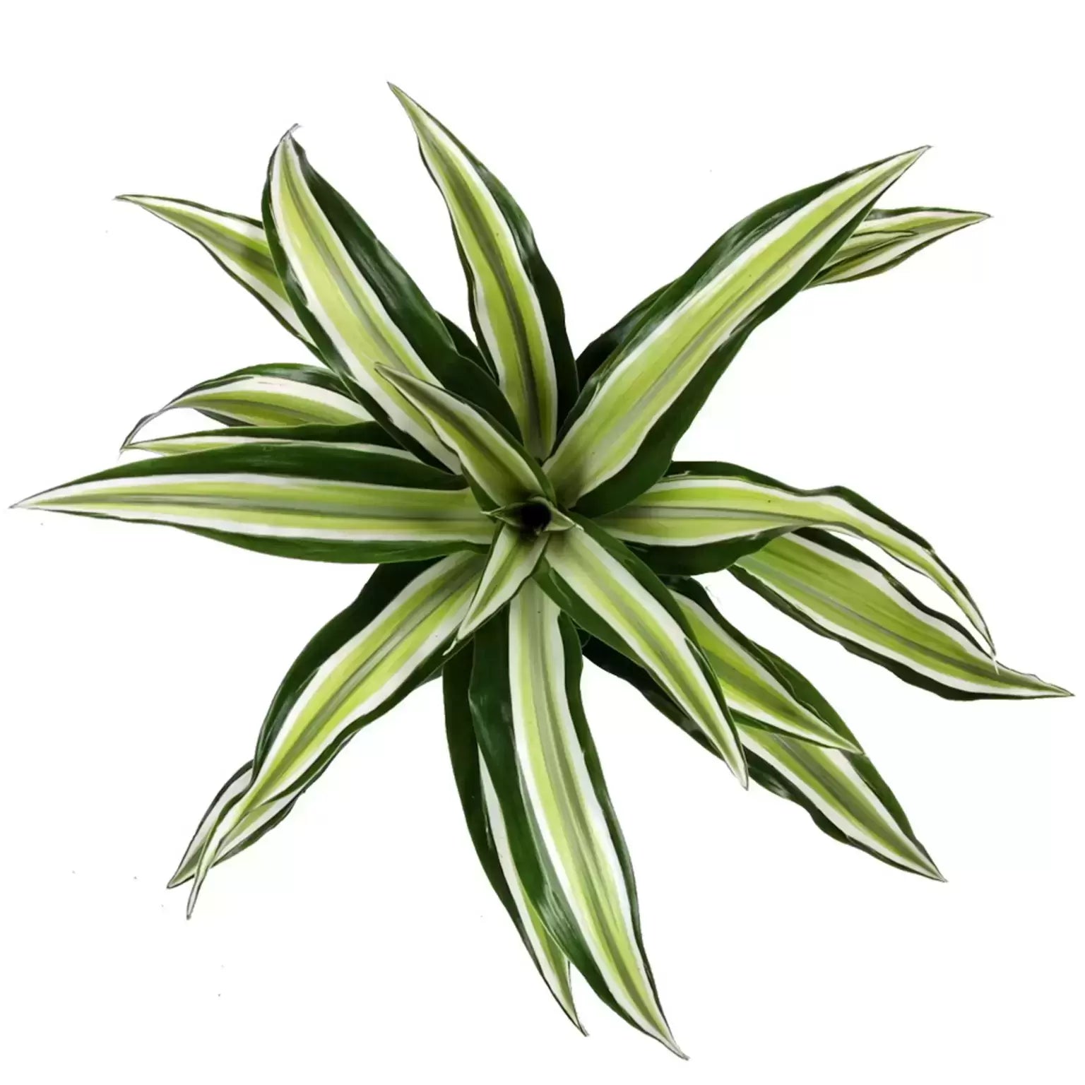 Dracaena fragrans 'Malaika’