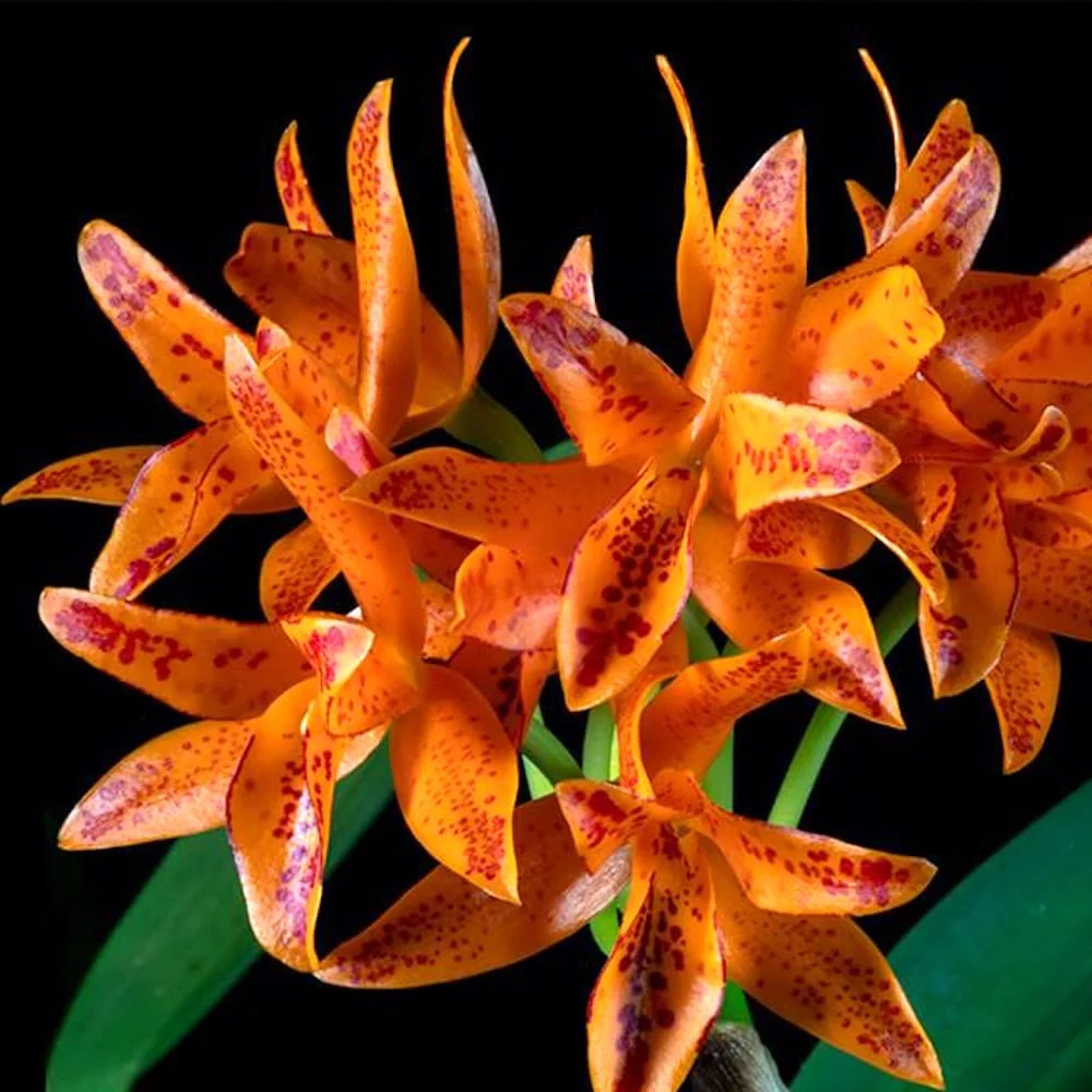 Guarianthe aurantiaca (Cattleya aurantiaca)