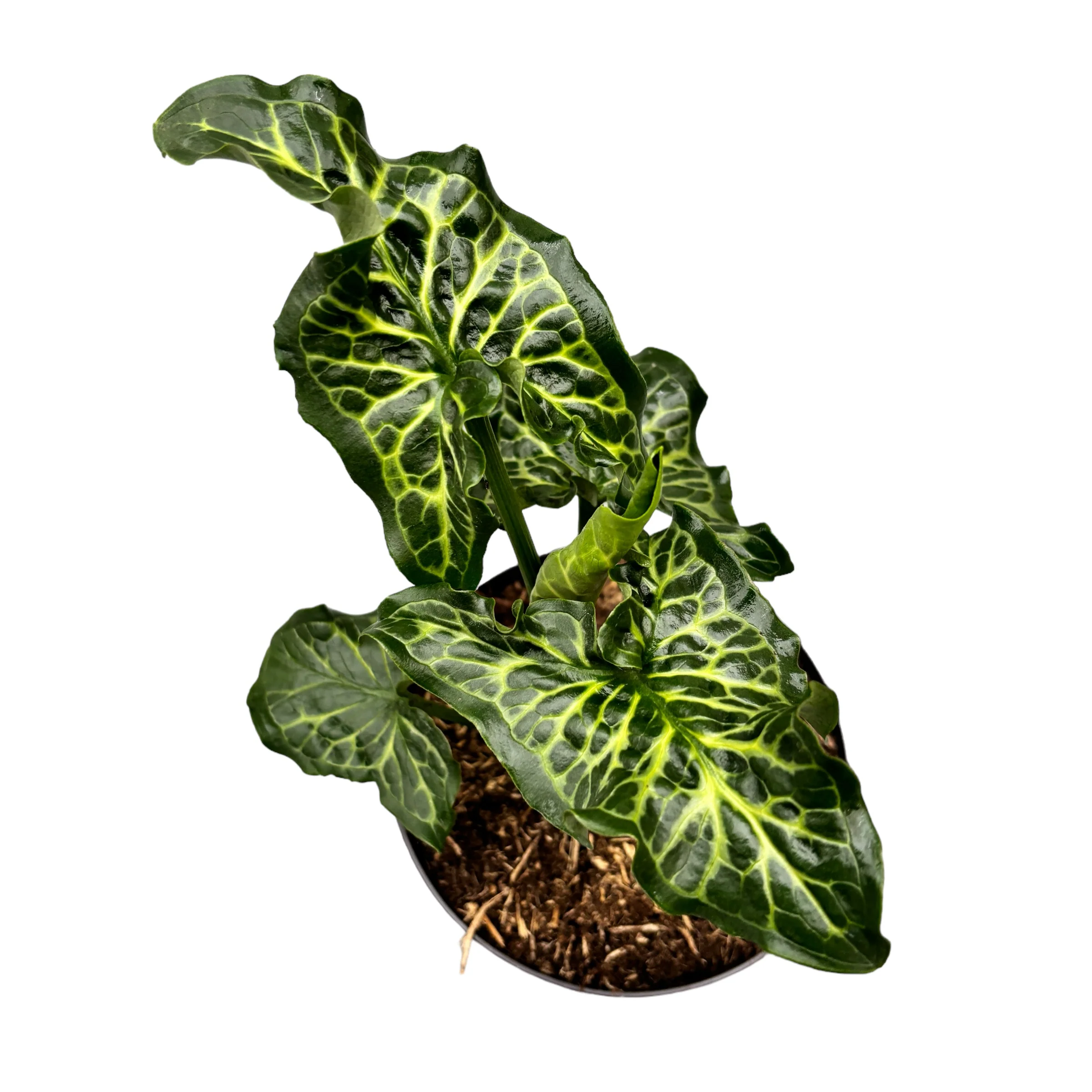 Arum italicum subsp. italicum 'Marmoratum’