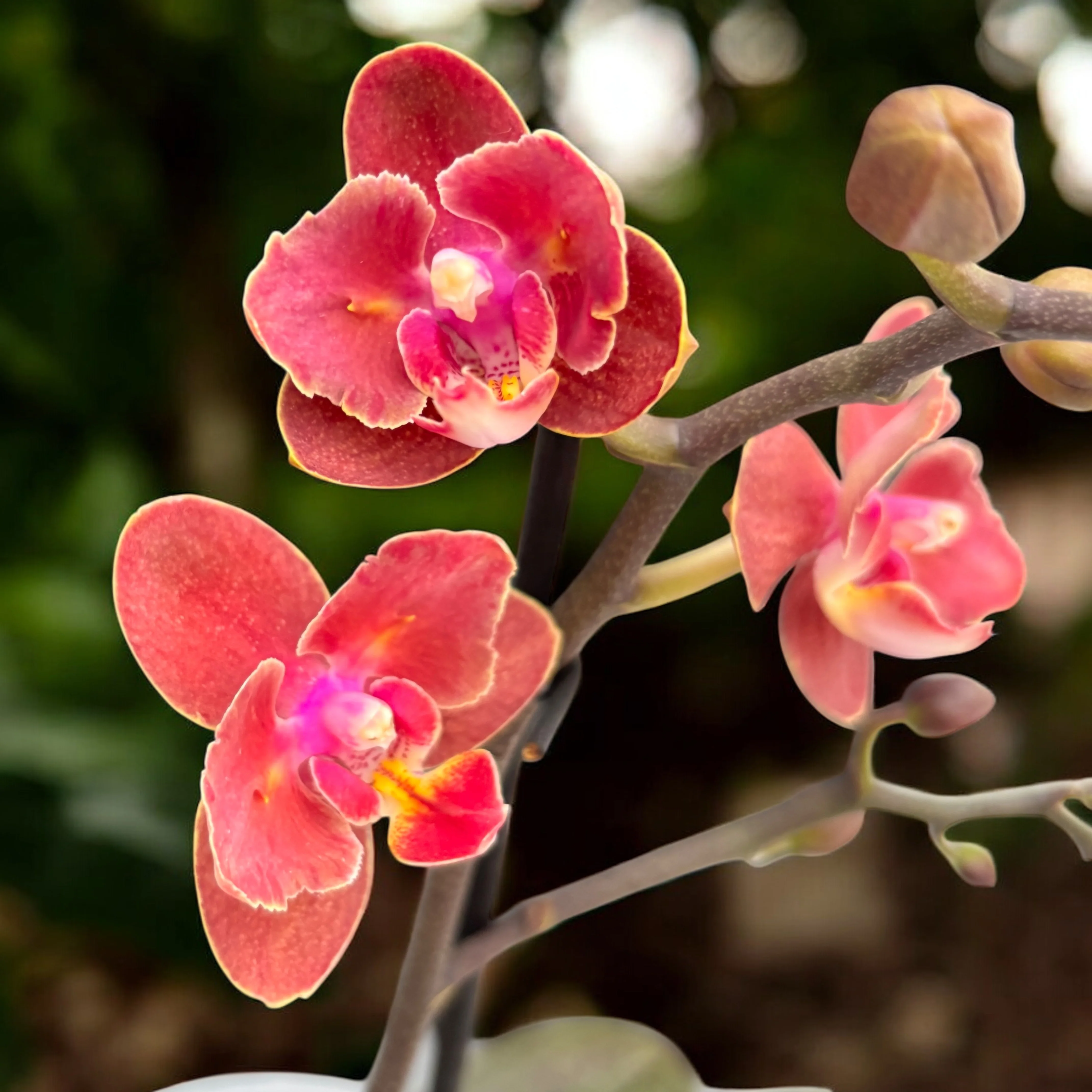 Phalaenopsis Diffusion (flori pelorice parfumate)