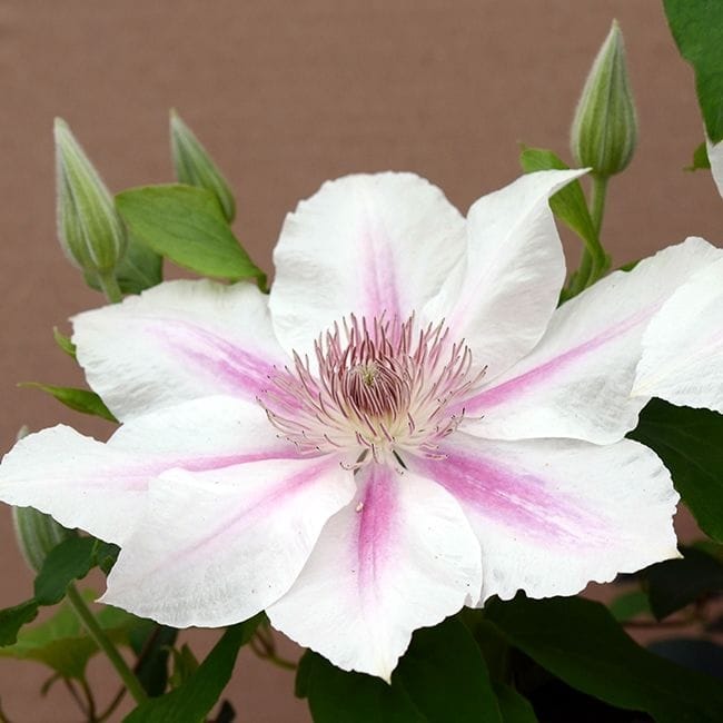 Clematite cu flori mari, bicolore – Clematis 'Corinne’ (’Evipo063′) (Late Large-flowered Group)