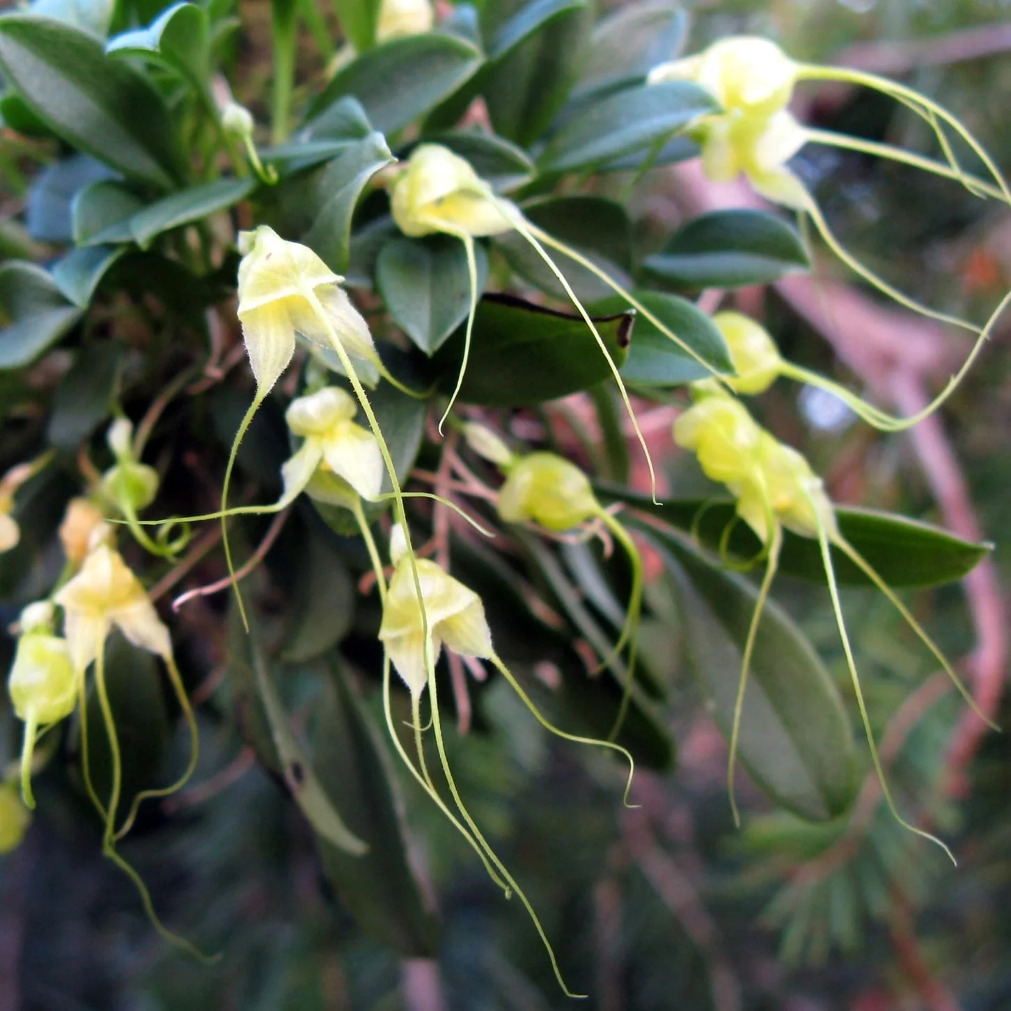 Masdevallia nidifica var. alba