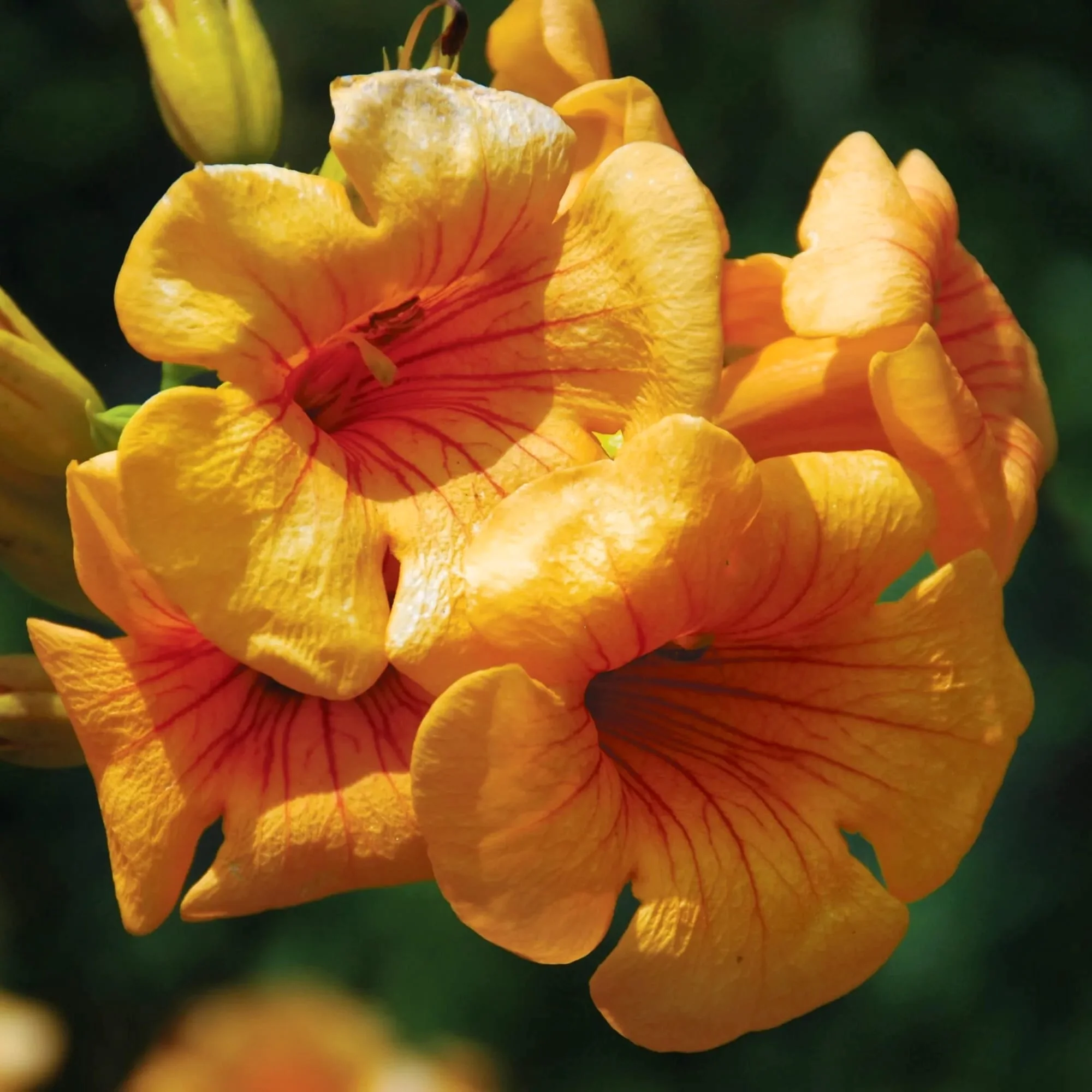 Luleaua turcului bicolora – Campsis tagliabuana 'Summer Jazz™ Golden Trumpet’ (’Takarazuka Yellow’)