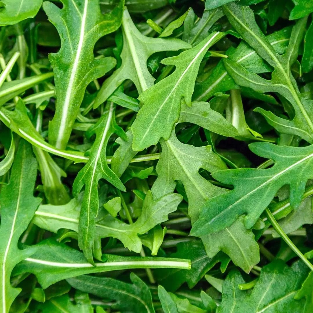 Diplotaxis tenuifolia (Rucola Perena) – cultura biologica (plante tinere)