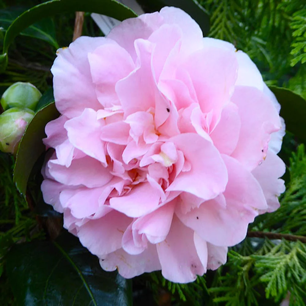 Camellia japonica 'King’s Ramson’ * floarea dubla roz (rezistenta la inghet)