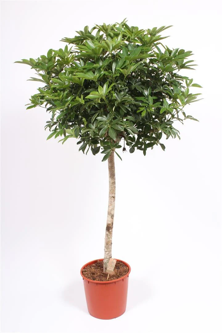 Schefflera arboricola Compacta H150 cm