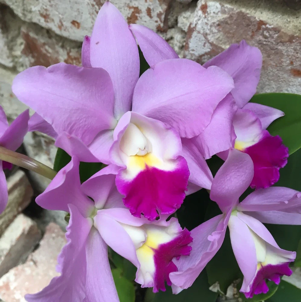 Cattleya Monte Elegante x Mildred Rives – parfumata