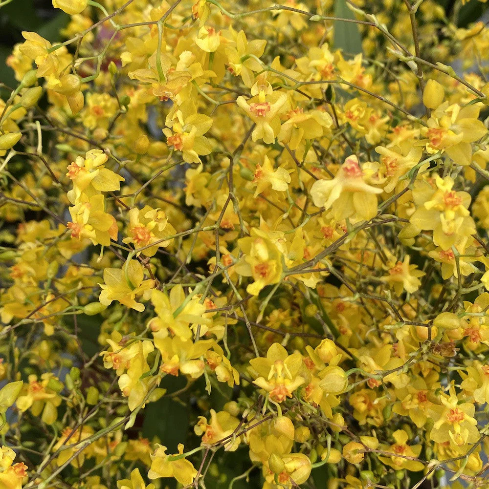 Oncidium Twinkle 'Gold Dust’ – exemplare bogate (flori intens parfumate)