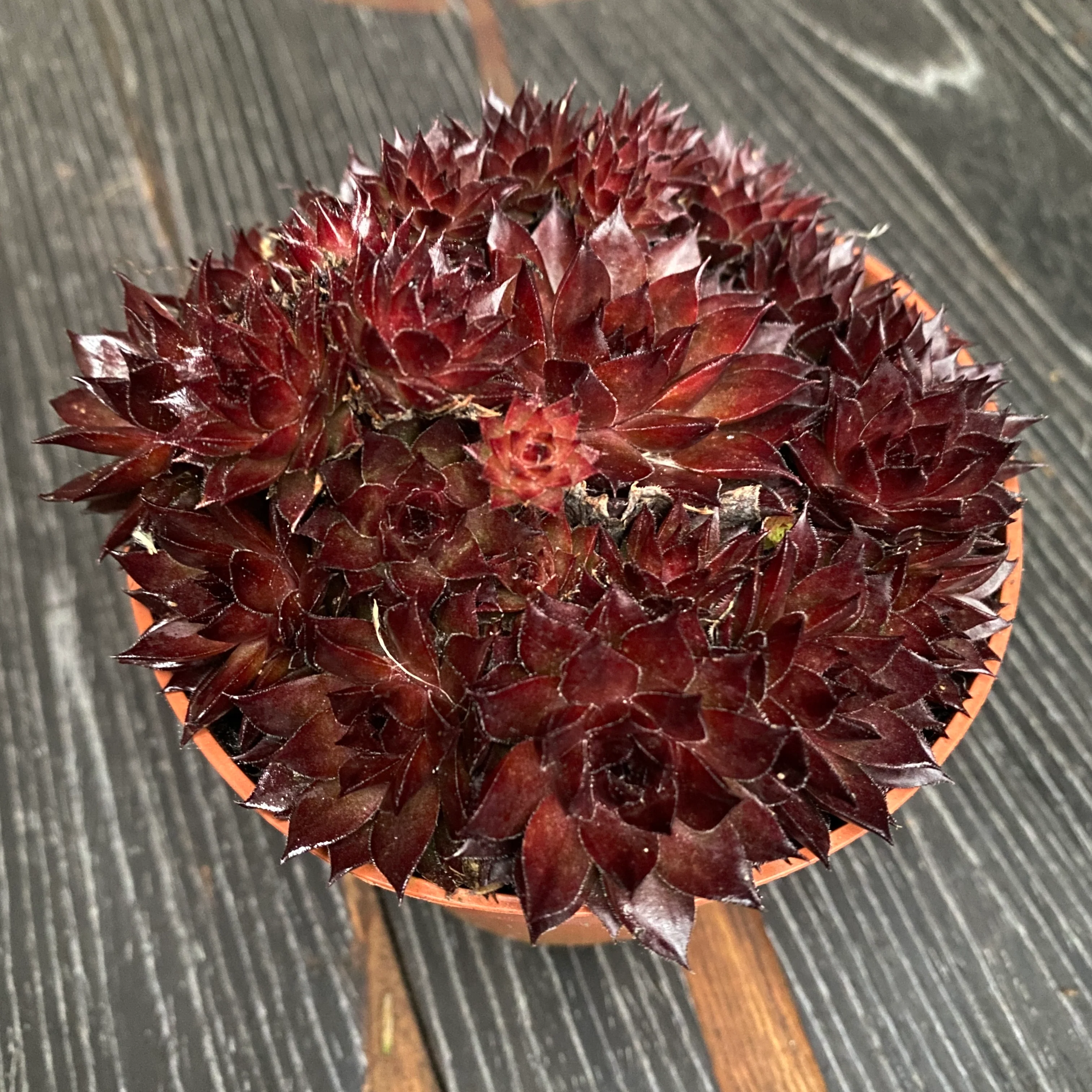 Sempervivum 'Corsair’ (Planta Urechelnita)