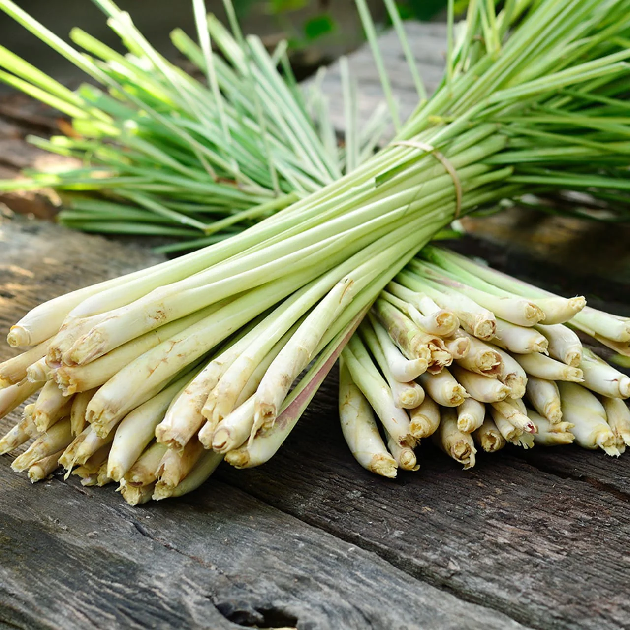 Lemongrass – Cymbopogon citratus