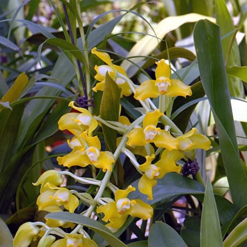 Grammangis ellisii var. alba
