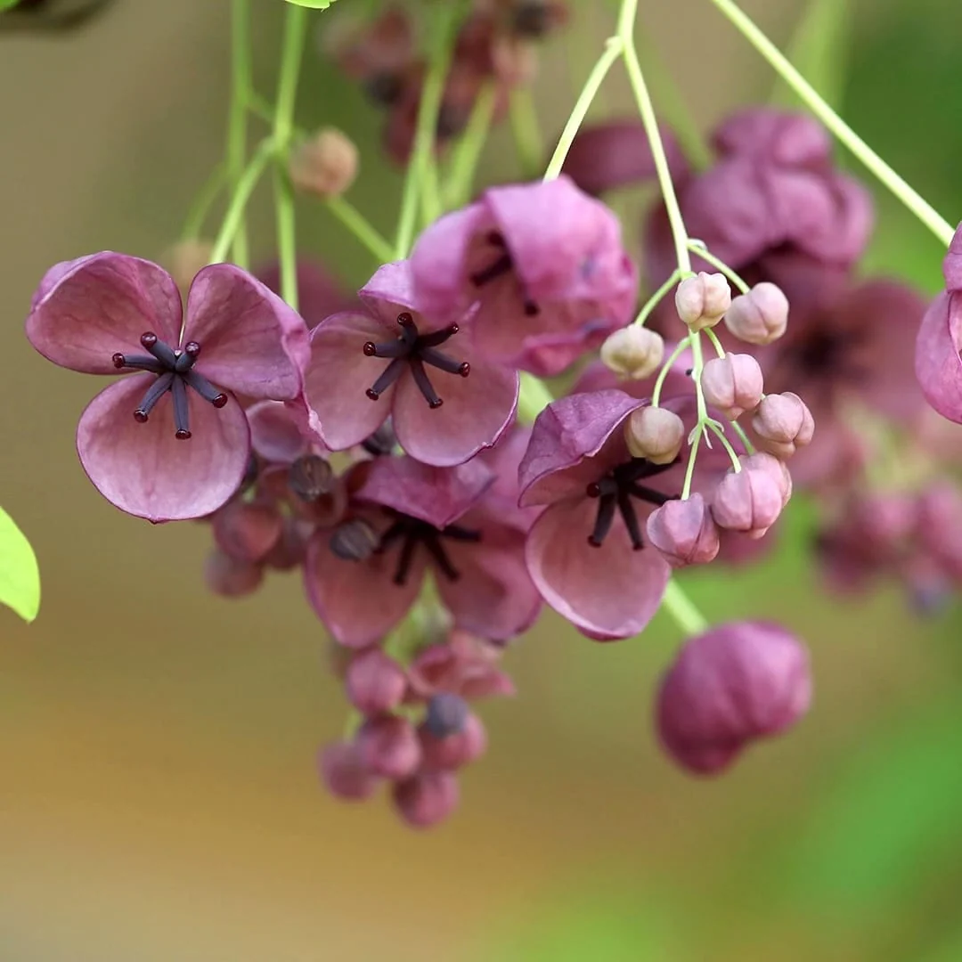 Akebia quinata – Vita de ciocolata