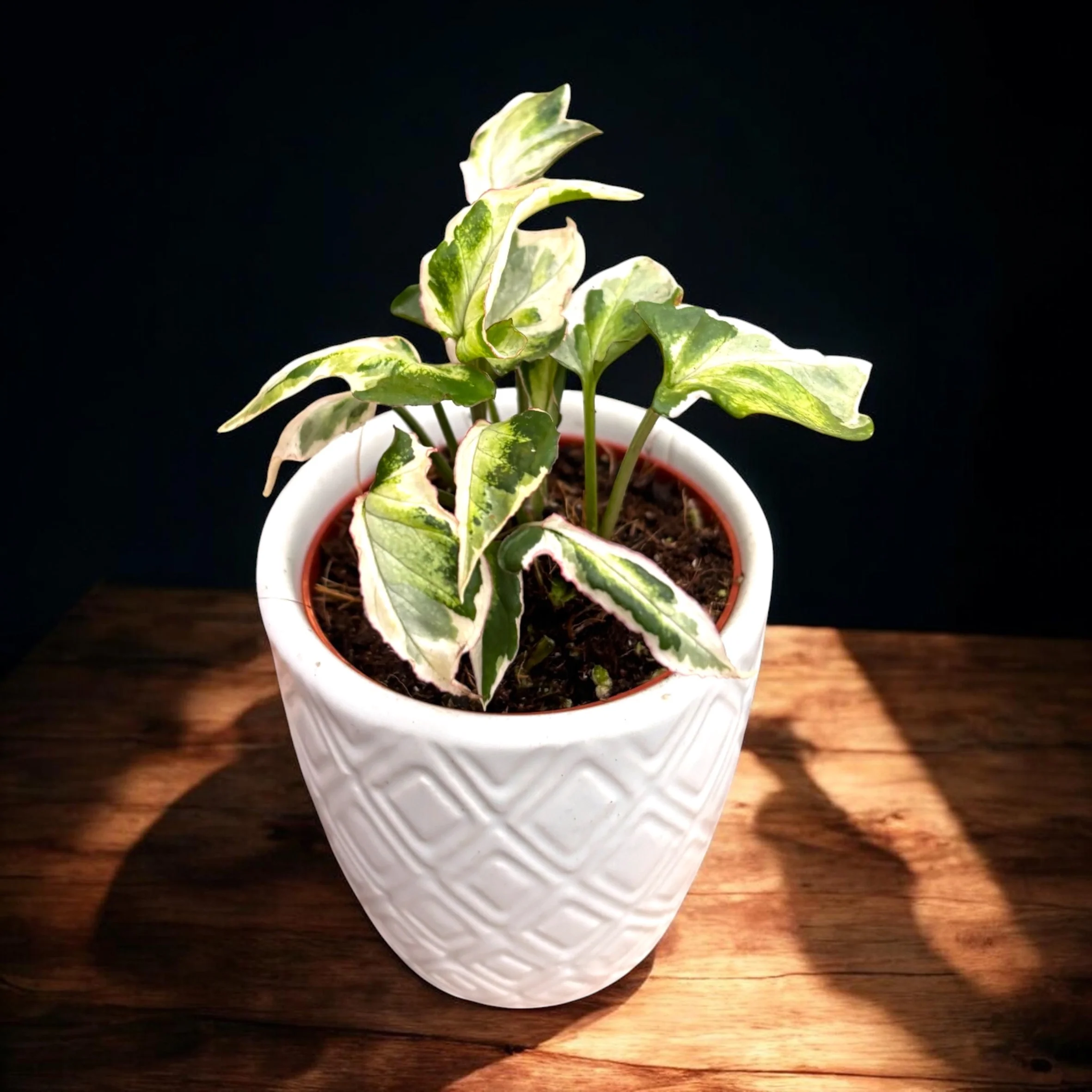 Syngonium ‘Starlite’ (babyplant) – planta sageata variegata