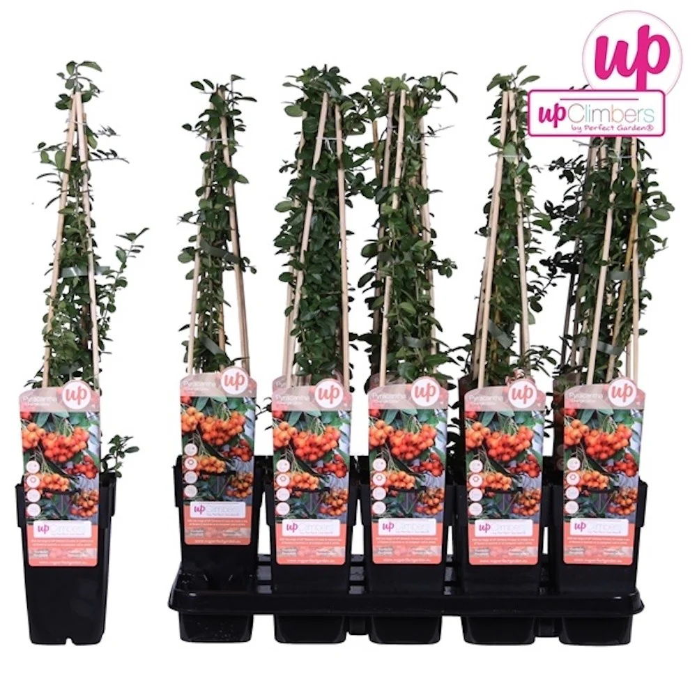 Pyracantha Orange Glow