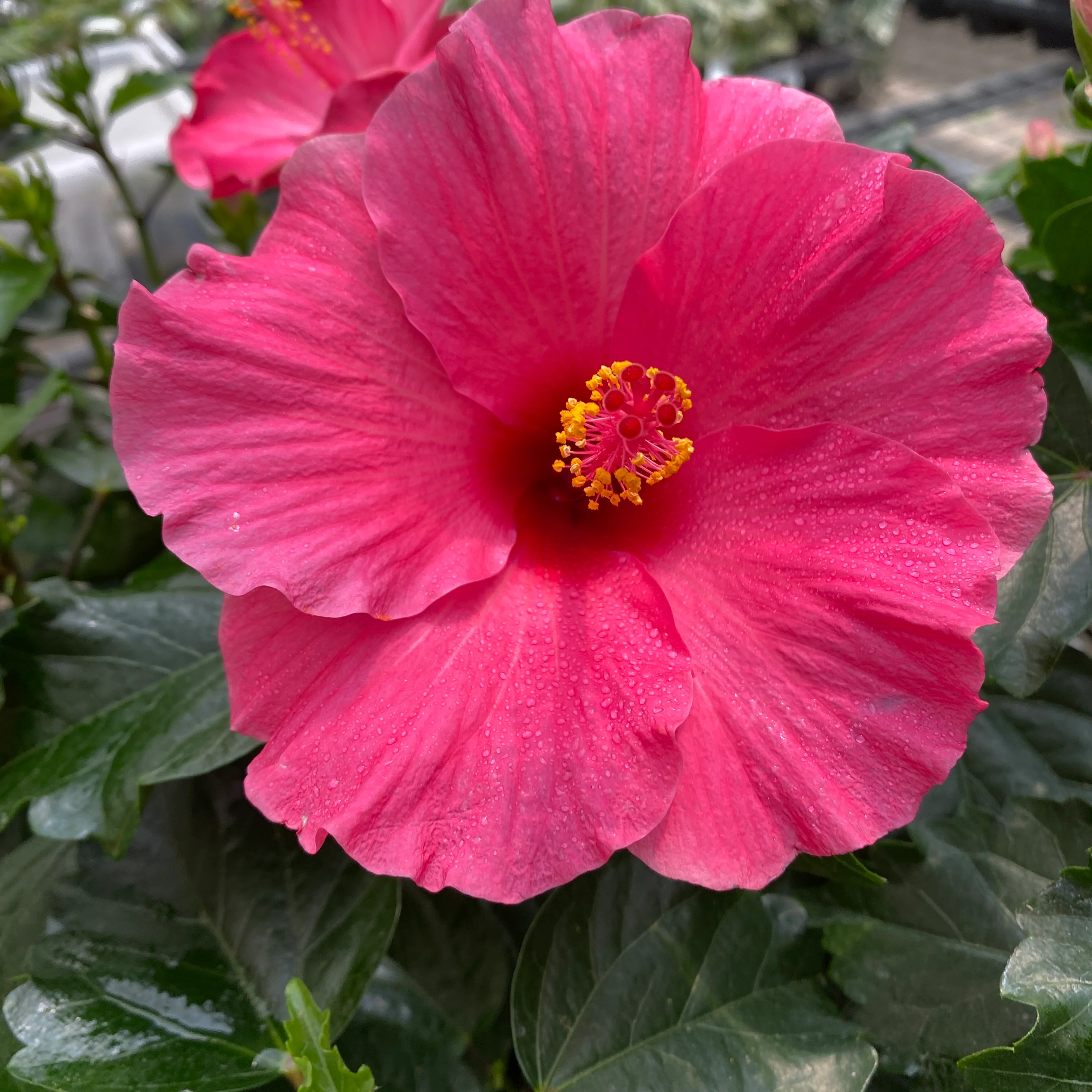 Hibiscus rosa-sinensis 'Adonis’ – Trandafir japonez cu floarea mare (2 plante/ghiveci)