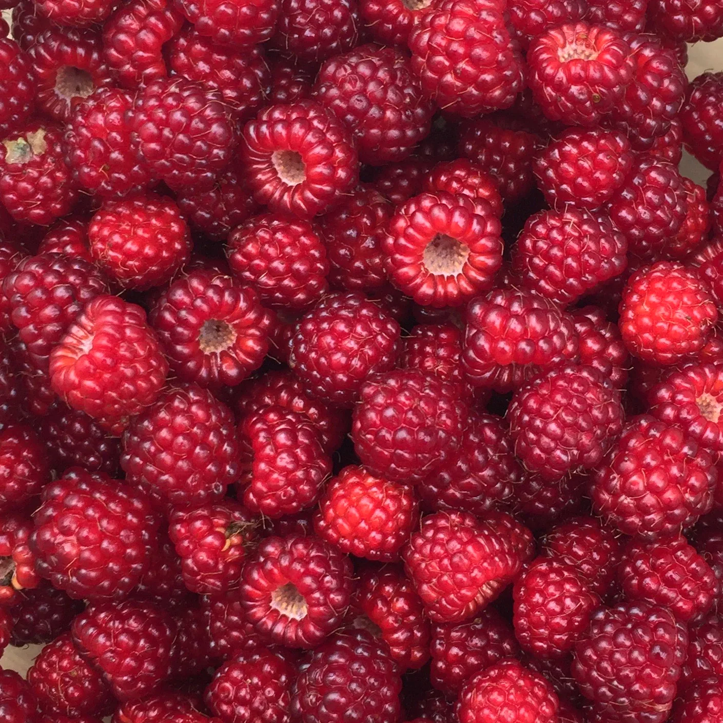 Zmeur japonez – Rubus phoenicolasius D15