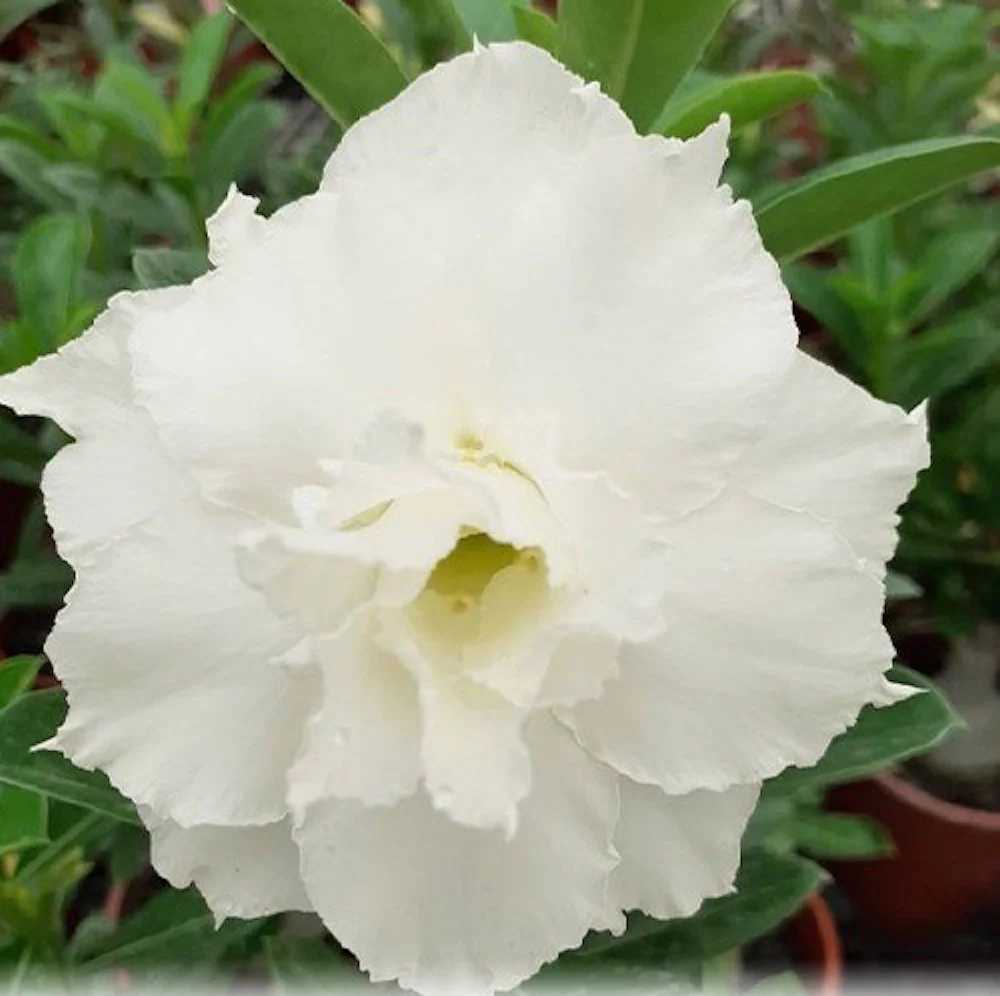Adenium Obesum 'White Dolphin’